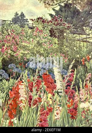 Beatrice Parsons Gemälde mit dem Titel Glsdioli und Agapanthus Stockfoto