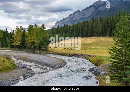 Eine Herde wilder Elche, die in der Herbstlaubsaison in der Prärie am Fluss Bow am Waldrand auf Nahrungssuche sind. Banff National Park Stockfoto