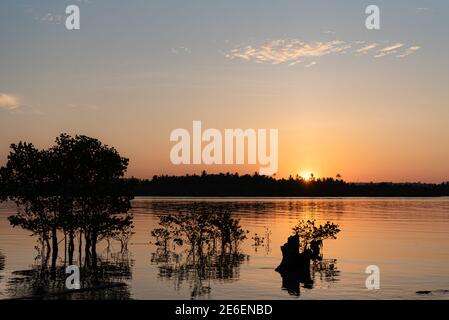 Sonnenuntergang mit Mangrovenbäumen auf Siargao Island, Surigao del Norte, Philippinen Stockfoto