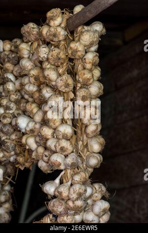 Zum Trocknen aufgehängte Knoblauchseile Stockfoto