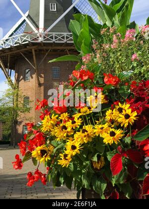 Vor der historischen Windmühle wurde ein großer Blumentopf mit roten Begonien, gelben Rudbeckien und anderen bunten Blumen aufgestellt. Stockfoto