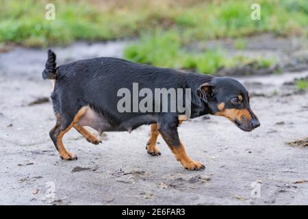 Ein fett schwangerer Jack russel Terrier. Der Hund läuft draußen im Schlamm. Sie schnüffelt um die Farm herum. Eine Stunde vor der Geburt der Welpen Stockfoto