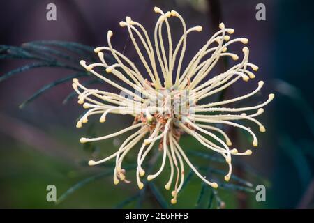 Eine grevillea Blume mit Morgentau im Garten von Gresford in der Hunter Region von NSW, Australien. Stockfoto