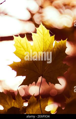 Ahornblatt im Sonnenlicht im Wald Stockfoto