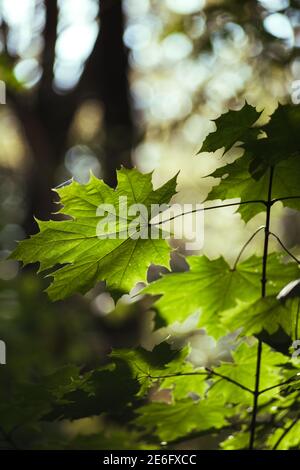 Ahornblatt im Sonnenlicht im Wald Stockfoto
