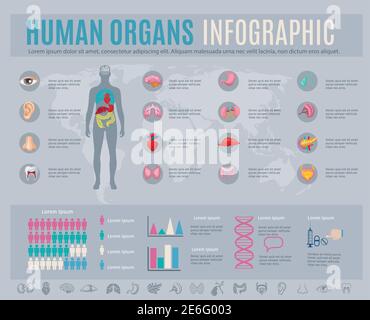 Infografik für menschliche Organe Set mit inneren Körperteilen Symbolen und Diagramme Vektordarstellung Stock Vektor