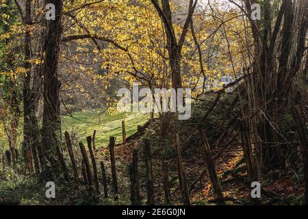 Herbstlandschaft neben einem Holzzaun in der Mitte Des Waldes Stockfoto