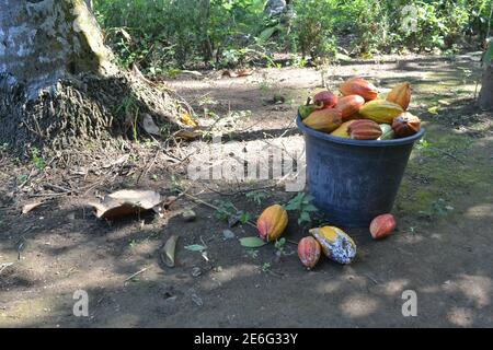 Kakaofrucht wird in einen schwarzen Eimer gelegt, während sie darin ist Der Garten nach der Ernte Stockfoto