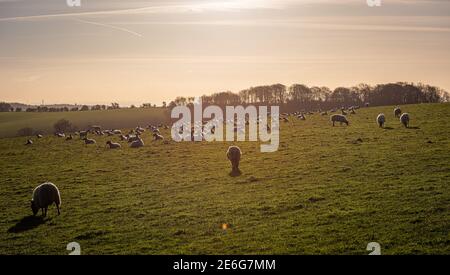 Eine Herde Schafe, die auf den South Downs in der Nähe von Stanmer Park, Brighton, East Sussex, Großbritannien grasen Stockfoto