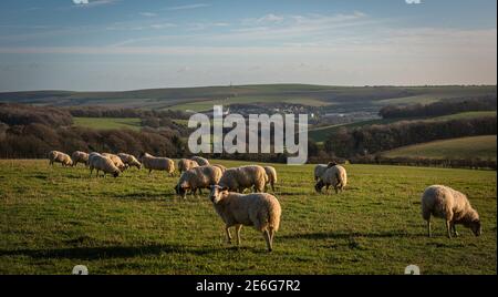 Eine Herde Schafe, die auf den South Downs in der Nähe von Stanmer Park, Brighton, East Sussex, Großbritannien grasen Stockfoto