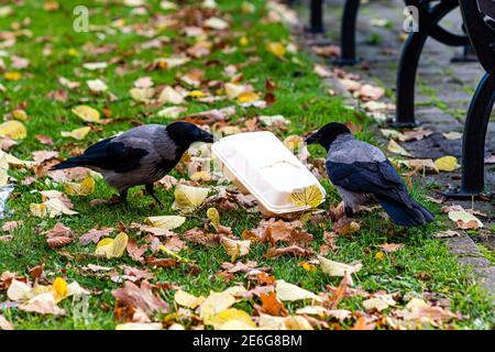 Ein Schwarm Krähen im Park am Müll Bin frisst Speisereste aus einer Plastikbox Stockfoto