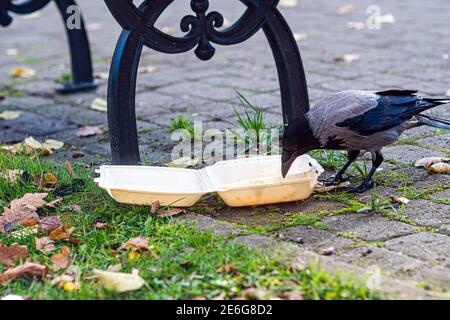 Ein Schwarm Krähen im Park am Müll Bin frisst Speisereste aus einer Plastikbox Stockfoto