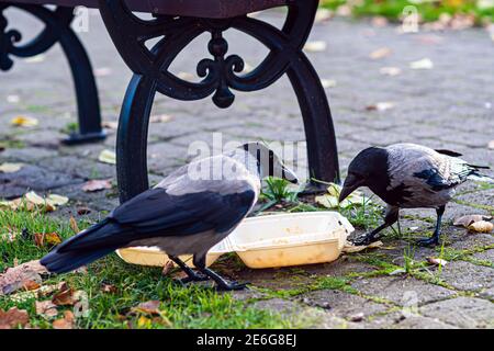 Ein Schwarm Krähen im Park am Müll Bin frisst Speisereste aus einer Plastikbox Stockfoto