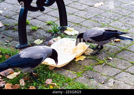 Ein Schwarm Krähen im Park am Müll Bin frisst Speisereste aus einer Plastikbox Stockfoto