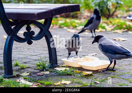 Ein Schwarm Krähen im Park am Müll Bin frisst Speisereste aus einer Plastikbox Stockfoto