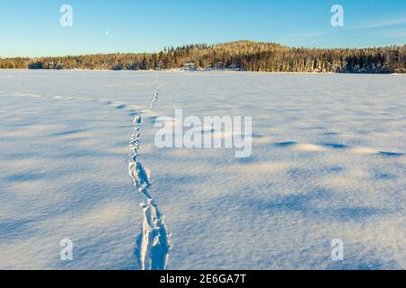 Spur eines Otters (Lutra lutra) mit einem See mit Berg und einem blauen Himmel im Hintergrund, Bild aus dem Vasternorrland Schweden. Stockfoto