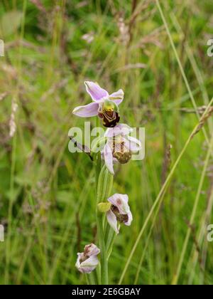 Ein Dorn rosa brauner Blüten einer Bienenorchidee - Ophrys apifera wächst im Grasland Stockfoto