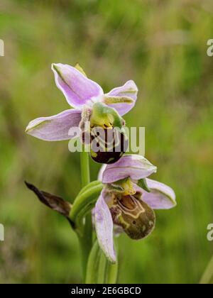 Ein Dorn rosa brauner Blüten einer Bienenorchidee - Ophrys apifera wächst im Grasland Stockfoto