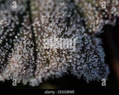 Eine Nahaufnahme einer braunen, mit Zucker überzogenen, Farbe Wie weiße Eiskristalle Stockfoto