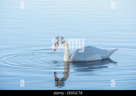 Ein einziger stummer Schwan - Cygnus olor umgeben von Wellen Auf einem noch blauen See Stockfoto