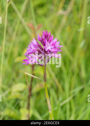 Ein einziger purpurner Blütenkopf einer pyramidenförmigen Orchidee - Anacamptis pyramidalis wächst im Grasland Stockfoto