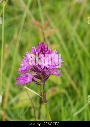 Ein einziger purpurner Blütenkopf einer pyramidenförmigen Orchidee - Anacamptis pyramidalis wächst im Grasland Stockfoto