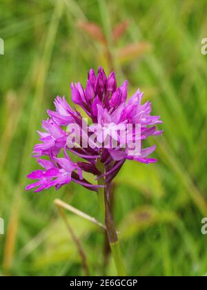 Ein einziger purpurner Blütenkopf einer pyramidenförmigen Orchidee - Anacamptis pyramidalis wächst im Grasland Stockfoto