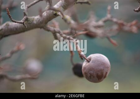 Trockener Zweig eines Birnenbaums im Herbstgarten mit alten braunen Birnen darauf. Stockfoto