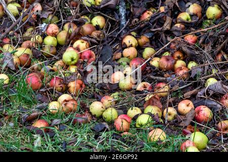 BUNTE OBSTGARTEN VIELFALT DER KRABBE APFEL MALUS SYLVESTRIS FRUCHTBAR IM WINTER LIEGEN FRÜCHTE AUF DEM BODEN Stockfoto