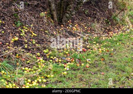 OBSTGARTEN SORTE DER KRABBE APFEL MALUS SYLVESTRIS FRUCHTBARE FRUCHT LIEGEN AUF DEM BODEN IN DEN WINTERMONATEN Stockfoto