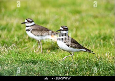 APAIR von North American Killdeer (Charadrius vociferus) auf Vancouver Island British Columbia Kanada. Stockfoto