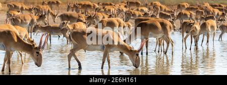 Saiga Antilope oder Saiga tatarica in der Steppe. Federal Naturschutzgebiet Mekletinskii, Kalmückien, Russland. Stockfoto