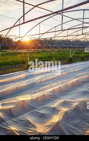 Schwimmende Zeilenabdeckung ist der Bio-Bauernhof bei Sonnenuntergang. Stockfoto