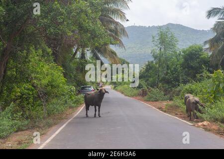 Ein Büffel in der Mitte der Straße im Süden Indien Stockfoto