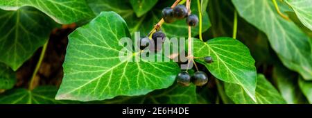 Beeren oder Früchte von Efeu oder Hedera Helix. Stockfoto