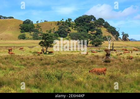 Brown Jersey Kühe grasen in Ackerland auf der Coromandel Peninsula, Neuseeland Stockfoto