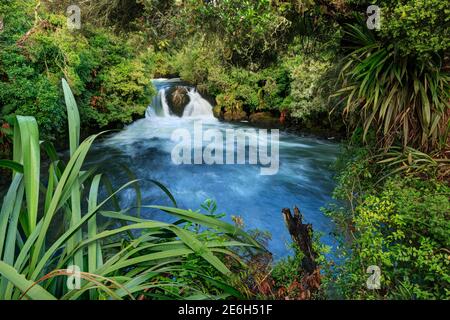 Okere Falls in der Rotorua Region, Neuseeland. Einer der vielen Wasserfälle der Gegend, der in einen Pool stürzt, der von einheimischen Wäldern umgeben ist Stockfoto