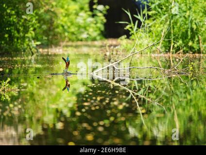 Eisvogel aus dem Wasser, Devon, Großbritannien Stockfoto