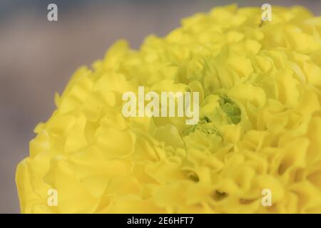 Nahaufnahme der Mitte eines gelben Makros Ringelblume (Tagesetes) in der Familie der Sonnenblumen (Asteraceae) für den Frühling Blumen und Konzepte Stockfoto