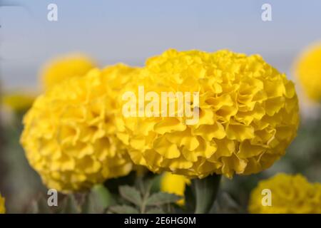 Gelbe Ringelblume (Tagesetes) in der Sonnenblumenfamilie (Asteraceae) Makro-Nahaufnahme für Frühlingsblumen und Konzepte mit blauem Himmel Hintergrund. Stockfoto