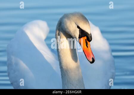 Portrait von anmutigen weißen stummen Schwan mit einem orangen Schnabel im Sonnenlicht. Blaues Wasser im Hintergrund. Stockfoto