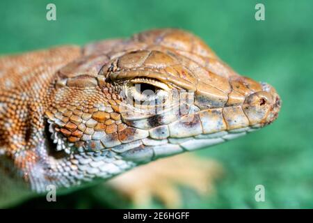 Makrokopfaufnahme einer Eidechse, einer saudischen Randfingerechse (Acanthodactylus gongrorhynchatus) Stockfoto