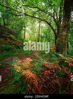 Weg im Wald in Peitieiros, Gondomar, Galicien, Spanien Stockfoto