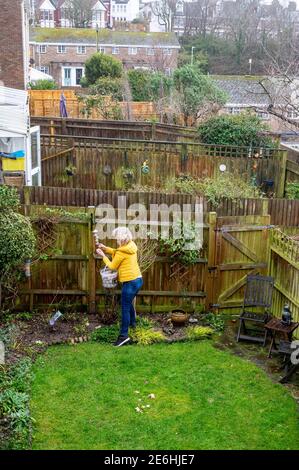 Brighton UK 29. Januar 2021 - Jennie Dack stellt etwas Essen aus, als sie an der Big Garden Birdwatch 2021 Umfrage des RSPB in ihrem Haus in Queens Park Brighton heute Morgen teilnimmt. Die jährliche Big Garden Birdwatch findet an diesem Wochenende vom 29. Bis 31. Januar für das größte britische Citizen Science-Projekt im Garten statt. : Credit Simon Dack / Alamy Live News Stockfoto