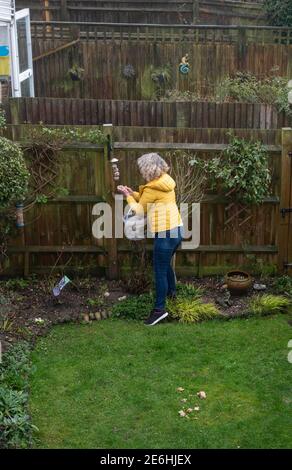 Brighton UK 29. Januar 2021 - Jennie Dack stellt etwas Essen aus, als sie an der Big Garden Birdwatch 2021 Umfrage des RSPB in ihrem Haus in Queens Park Brighton heute Morgen teilnimmt. Die jährliche Big Garden Birdwatch findet an diesem Wochenende vom 29. Bis 31. Januar für das größte britische Citizen Science-Projekt im Garten statt. : Credit Simon Dack / Alamy Live News Stockfoto