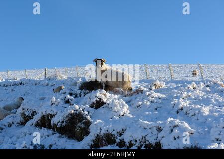 Winter Schwarz konfrontiert Schafe im Schnee Stockfoto