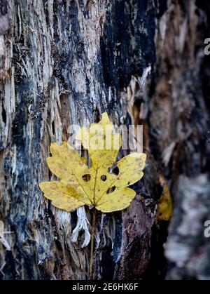 Einzelnes herbstliches Blatt gegen die Stärke eines strukturierten Und fehlgeschlagene Birke Tree Stockfoto