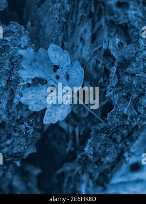 Einzelnes herbstliches Blatt gegen die Stärke eines strukturierten Und fehlgeschlagene Birke Tree Stockfoto