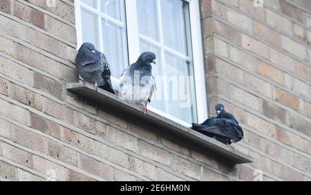 Brighton UK 29. Januar 2021 - Tauben huddle auf einer Fensterbank mit Blick auf den Garten des Fotografen während der Big Garden Birdwatch 2021 Umfrage des RSPB in Queens Park Brighton heute Morgen . Die jährliche Big Garden Birdwatch findet an diesem Wochenende vom 29. Bis 31. Januar für das größte britische Citizen Science-Projekt im Garten statt. : Credit Simon Dack / Alamy Live News Stockfoto