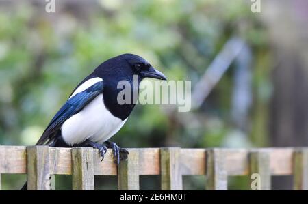 Brighton UK 29. Januar 2021 - EINE Elster (Pica pica) landet auf einem Zaun im Fotografengarten während der Big Garden Birdwatch 2021-Umfrage des RSPB heute Morgen im Queens Park Brighton . Die jährliche Big Garden Birdwatch findet an diesem Wochenende vom 29. Bis 31. Januar für das größte britische Citizen Science-Projekt im Garten statt. : Credit Simon Dack / Alamy Live News Stockfoto